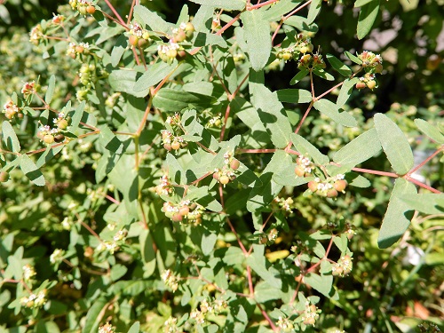 オオニシキソウ (1).JPG