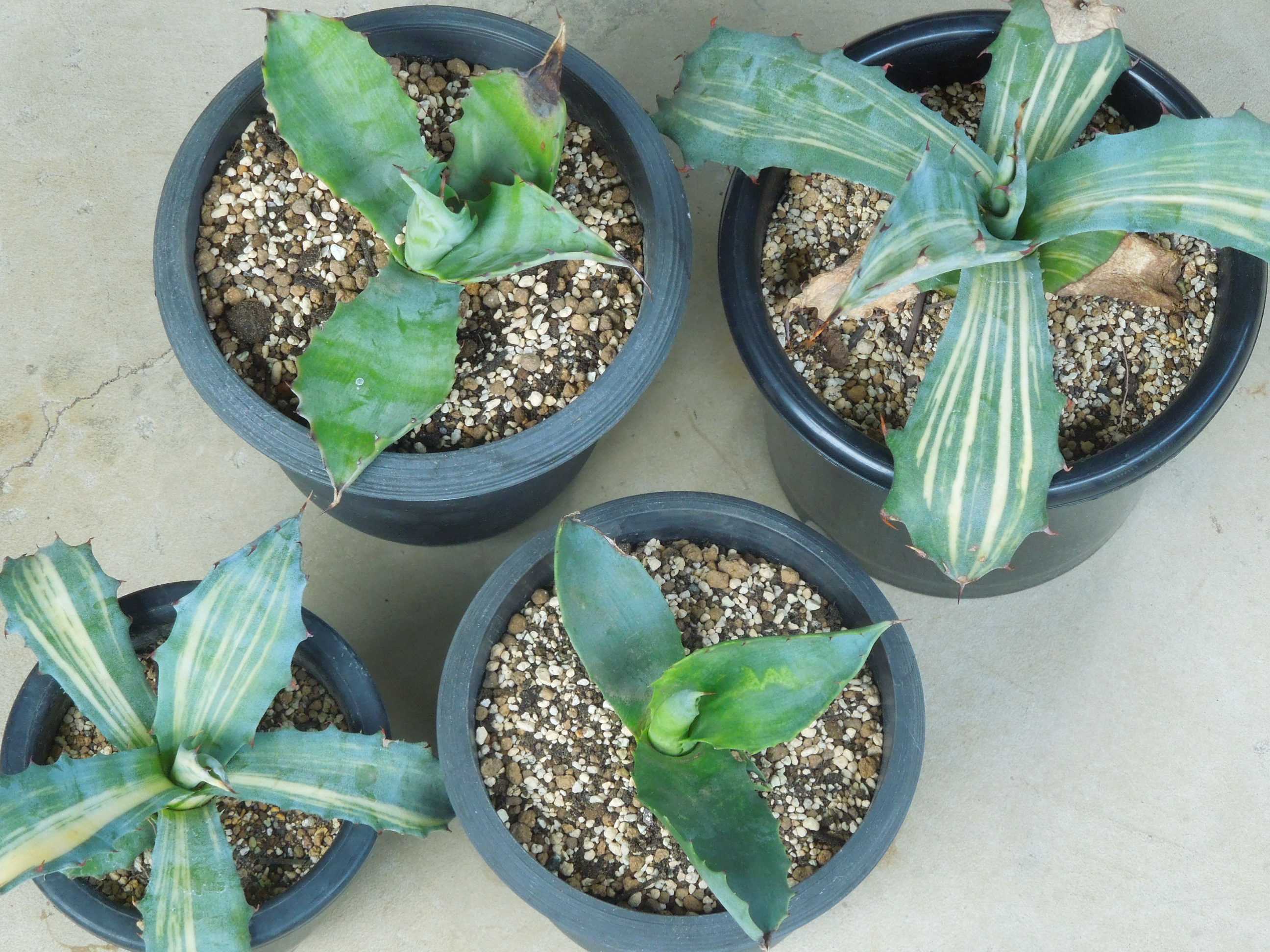 アガベ・サルミアナ・フェロックス・クレイジーホース(Agave salmiana var.ferox