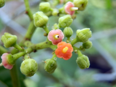 ヤブガラシの花