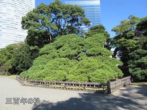 浜離宮恩賜庭園にて