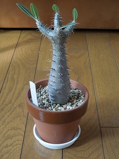 ホロンベンセ2-6