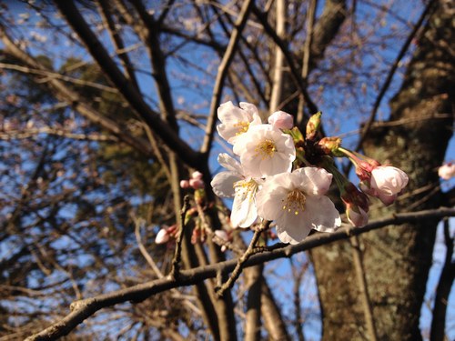 13月27日火桜３500.jpg
