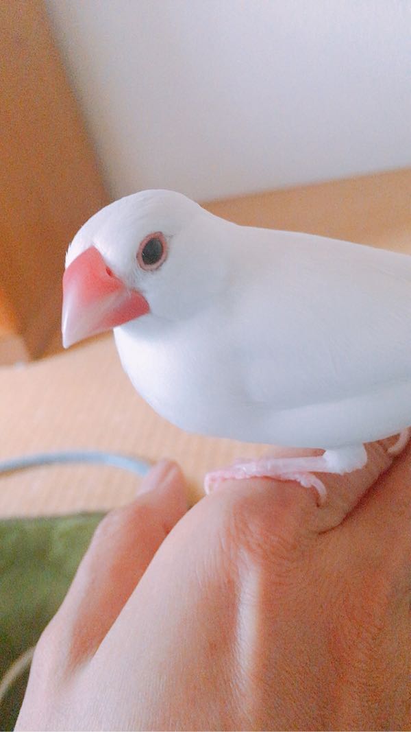 鳥が家にいる ウチの鳥たち 楽天ブログ