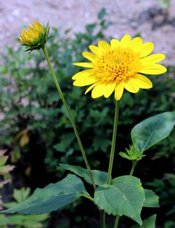 何の花・・・???