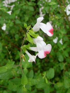 P1040959-ass.jpg