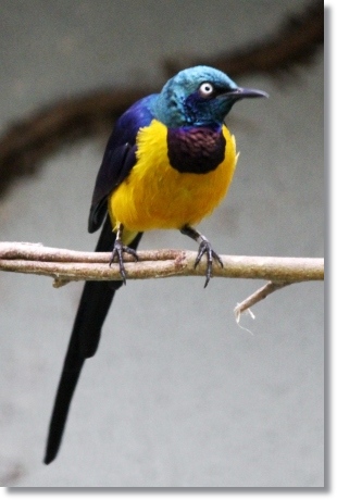 東京旅行-65 キンムネオナガテリムク 13.10.5