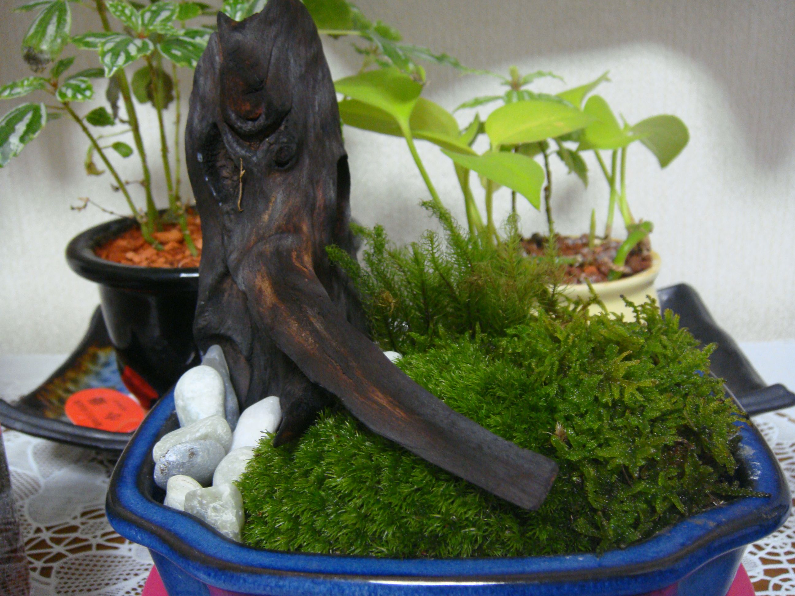 黒松の鉢を使い 盆栽風の苔 おもちゃドクター3343 楽天ブログ