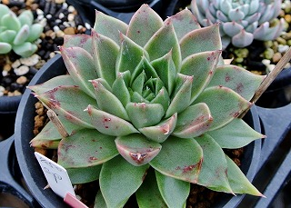 DSC_4092.jpg