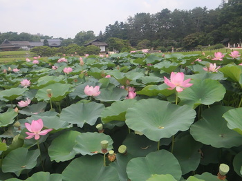 蓮の花