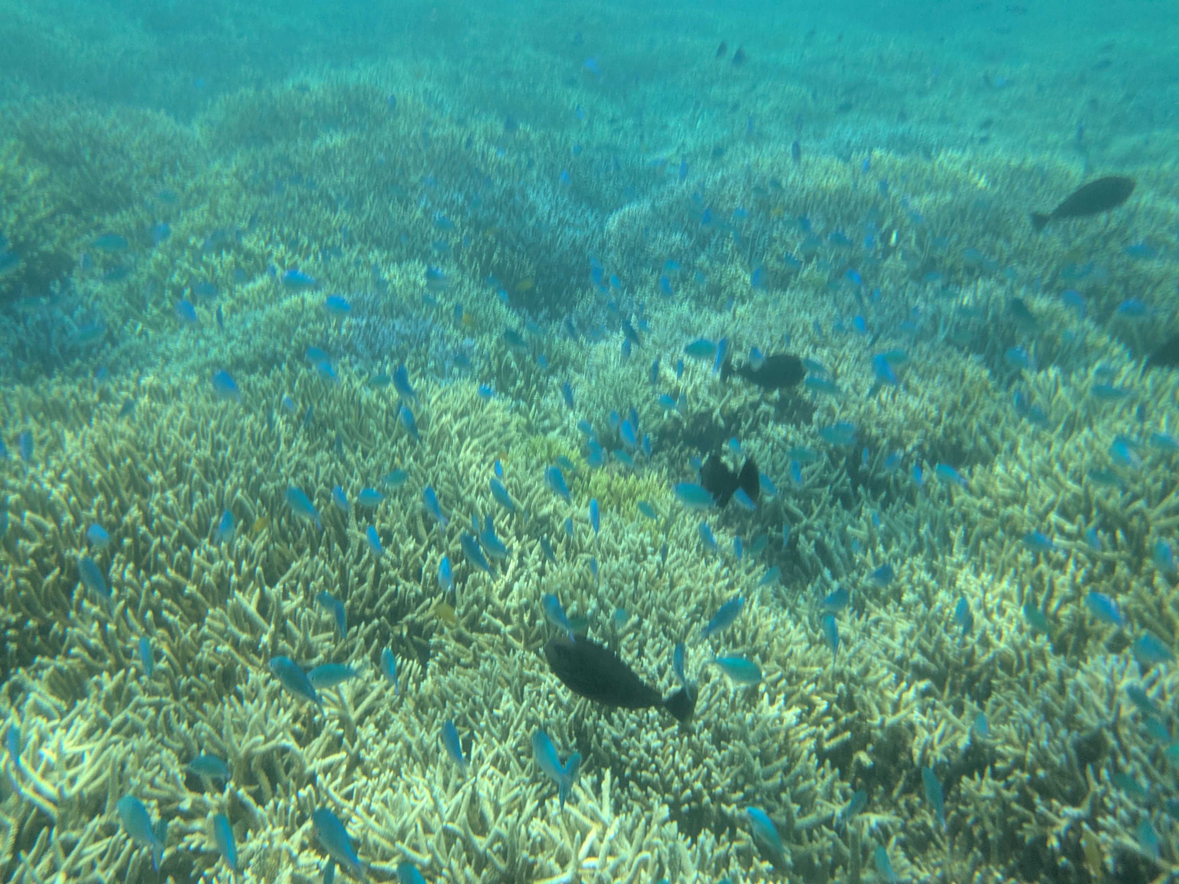 西表島　海猫　アクティビティツアー　子連れシュノーケル