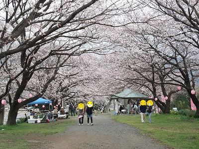 20130323大口桜