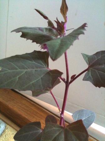 stevia3.jpg