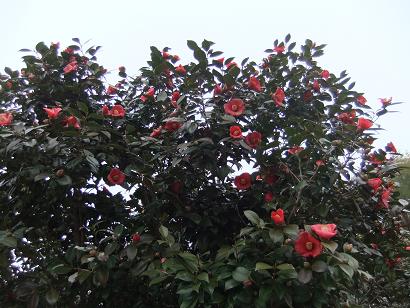 DSCF2723.jpg