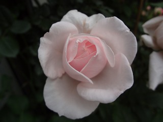 DSC01270.jpg