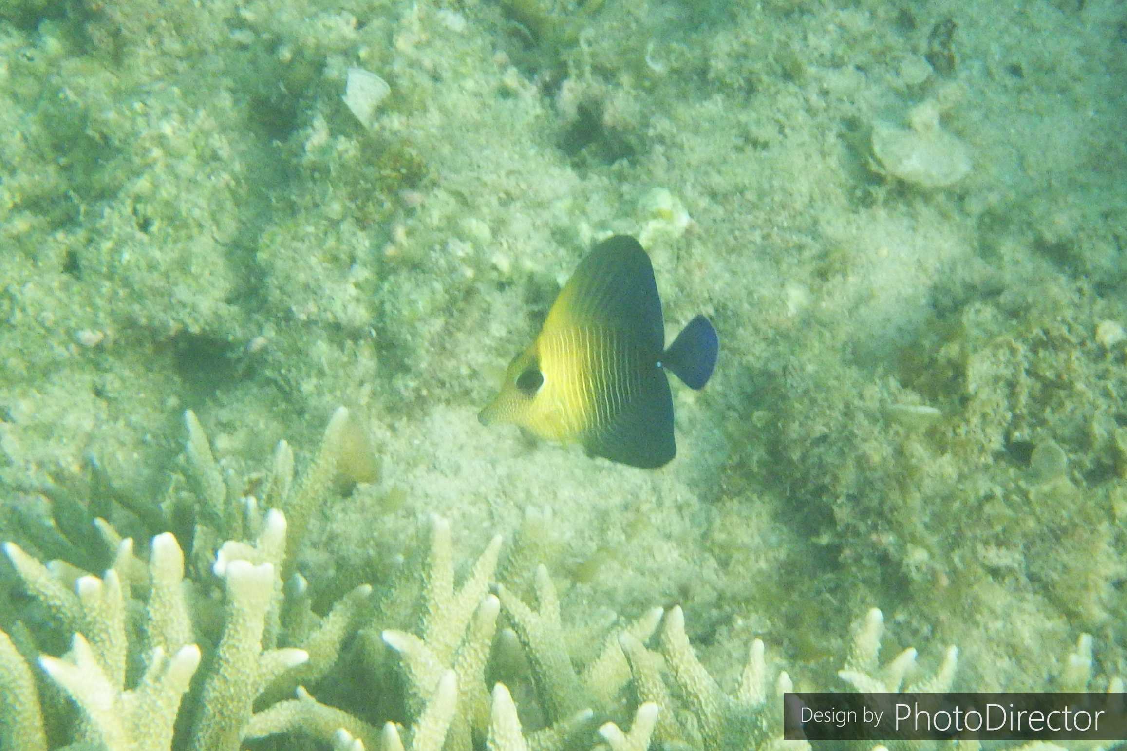 2ページ目の記事一覧 ねこログ 楽天ブログ