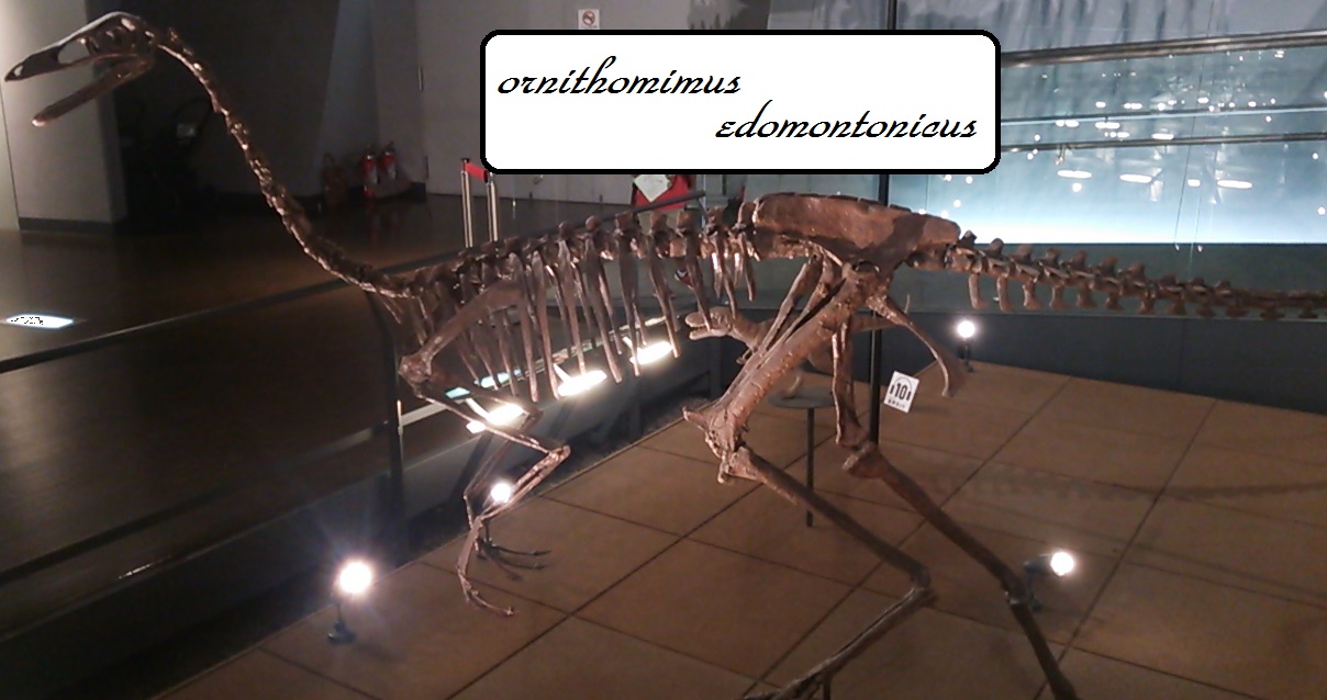 オルニトミムス