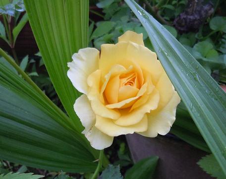 2012年5月28日    名無しの薔薇.jpg