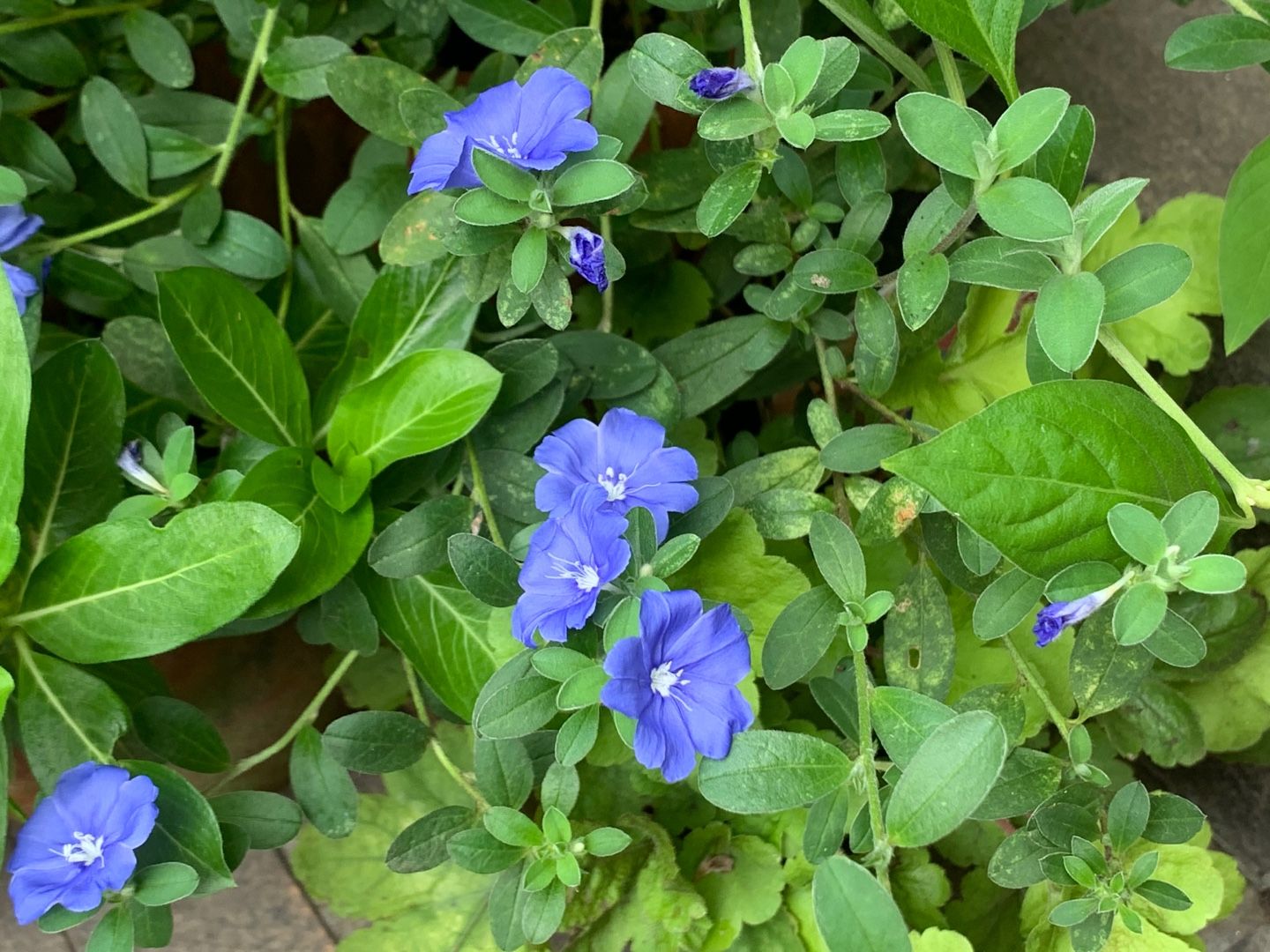 うちの花も撮影 と思ったら クチナシが青虫に食べつくされていた ネメシア アメリカンブルー 撫子など Music Land 私の庭の花たち 楽天ブログ