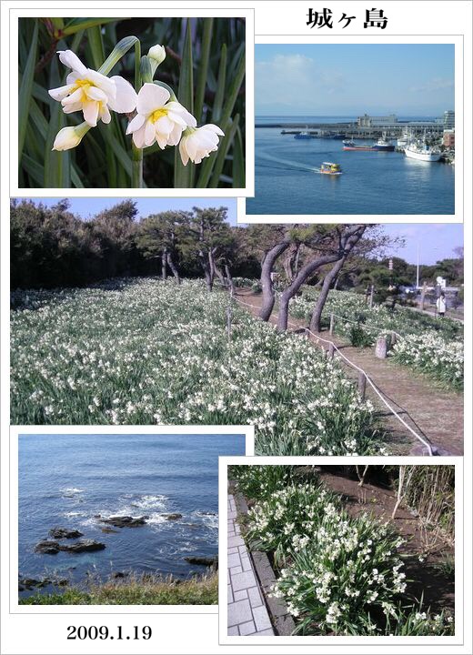 城ヶ島公園の水仙