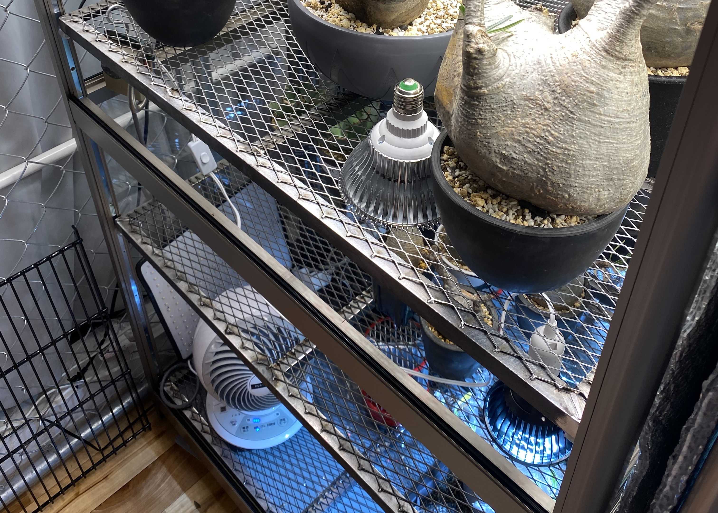 2オリジナル温室を作ろう ガラスショーケース グラキリス 温室発根管理 ベランダなし賃貸で塊根植物管理中 楽天ブログ