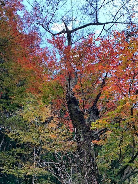 床紅葉( ゆかもみじ ) 』 | ステンドグラス工房かわもと