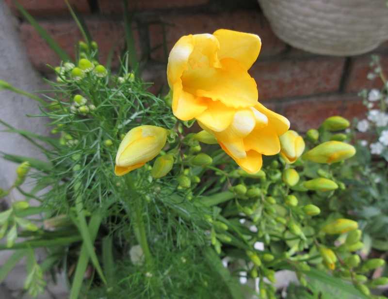 ツルコザクラではなくシレネピンクパンサーと狭い庭の入れ替え 狭い庭を花いっぱいにする育て方 楽天ブログ