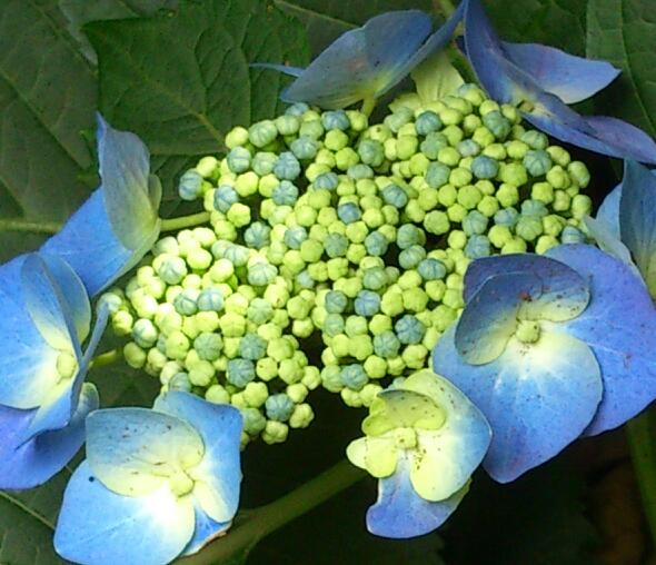 紫陽花　ブルー.JPG