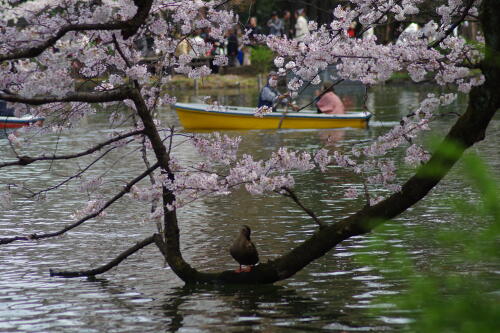 井の頭恩賜公園の桜