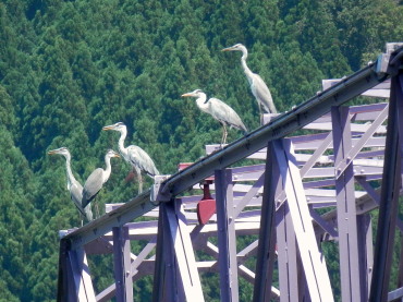 鷺たち　7.25　2015