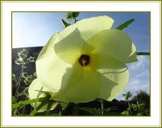 新着記事一覧 花の歳時記 天南星の魅力 山野草 楽天ブログ