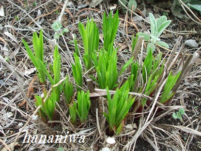 2012_0419トレッサ用寄せ植えとクレマチスの講座とカ0030.JPG