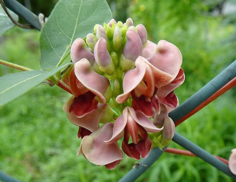 7月28日 今日の一花 アピオス アメリカホドイモ の花 Gazengamaのブログ 散歩中に出合った花と趣味の陶芸作品 楽天ブログ