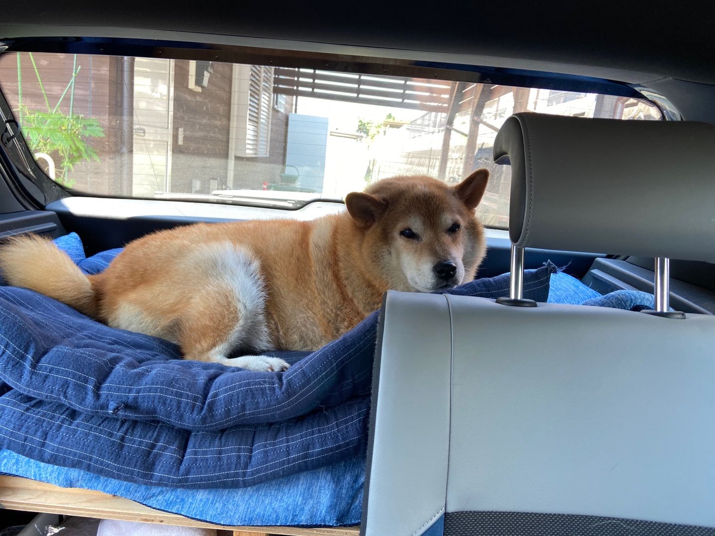 印刷 犬 ほねっこ いつから ただかわいい犬