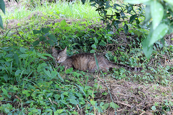 我が家のニャンコ♪2014/06/23-2