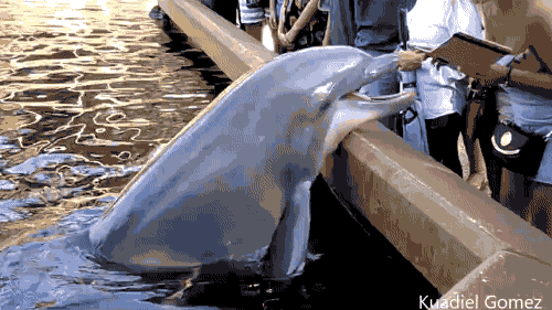 dolphin wants anpad.gif