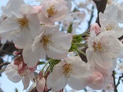 2015年公園の桜