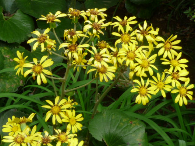248 つわぶき