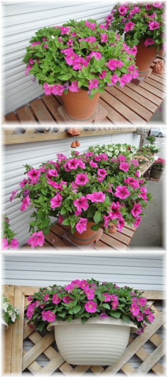 サフィニアローズとショックウエーブピンク