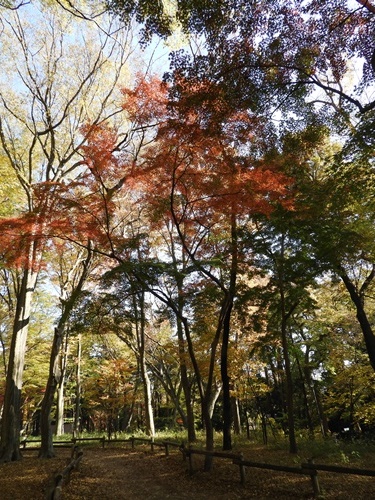 井の頭恩賜公園