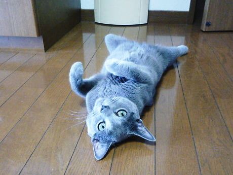 2014年07月17日_P1190237.jpg
