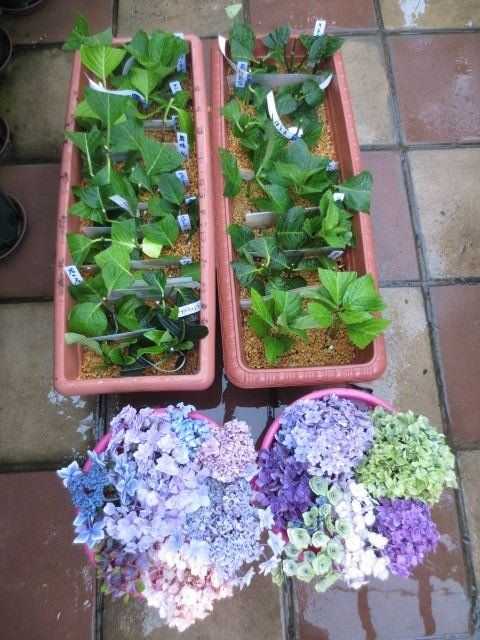 なかなかの成功率 アジサイの挿し木植え替え 桃もリンゴも楽しみな季節 薔薇のひな壇 ばぁばの薔薇の花園 楽天ブログ