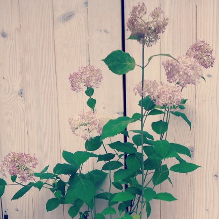 IMG_20130610_000534.jpg
