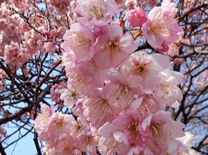 皇居東御苑の雪割り桜