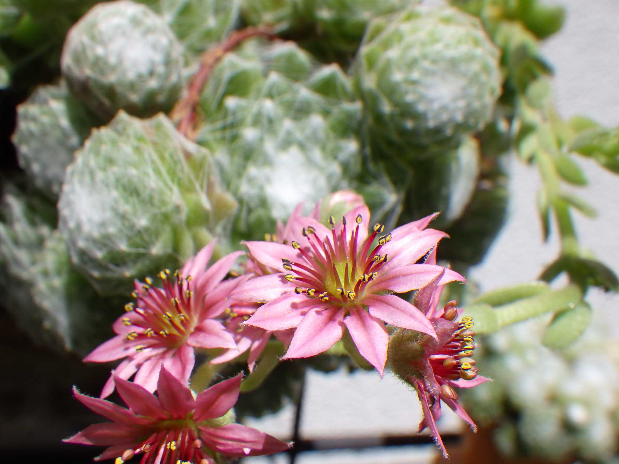 センペルビウムの花が咲きました バラを咲かせることが好き 楽天ブログ