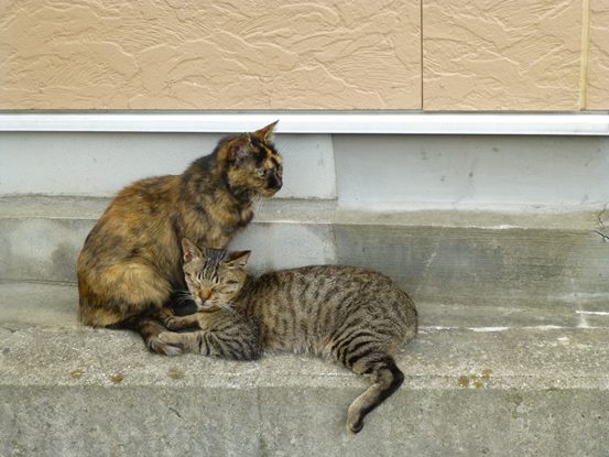 猫の唇が人の唇みたい・・・ | ま、えっか・・・ですむ毎日 - 楽天ブログ