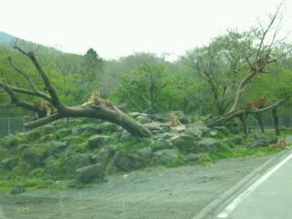 ライオン鈴なり