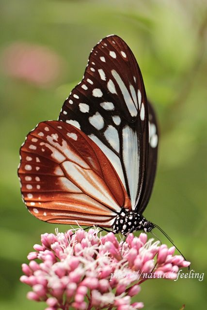 00キロを旅する蝶アサギマダラが私の指にとまる Natural Feeling 楽天ブログ