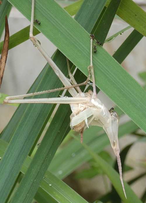 脱皮と羽化 2 3 ショウリョウバッタの羽化 二代目館長日記 楽天ブログ