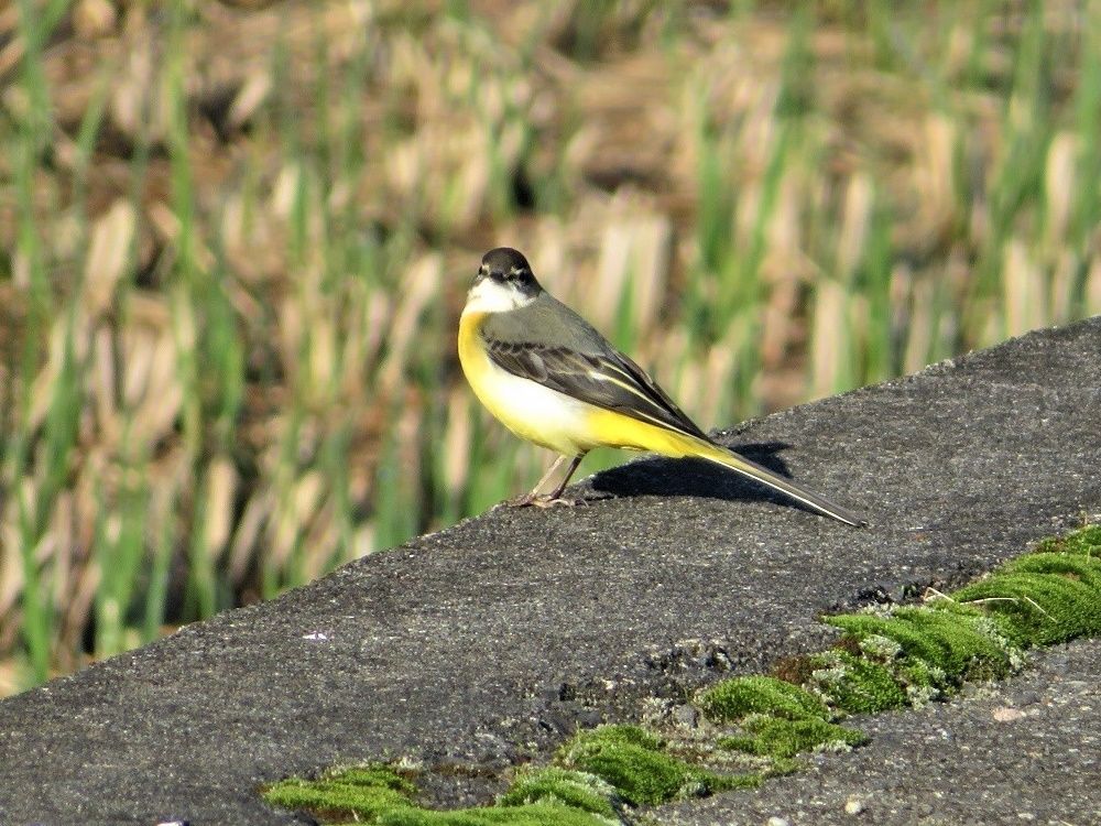 玉ネギを植える 鳥 キセキレイ エナガ カワセミ 昆虫 トノサマバッタ 大分金太郎の花鳥蝶月 楽天ブログ