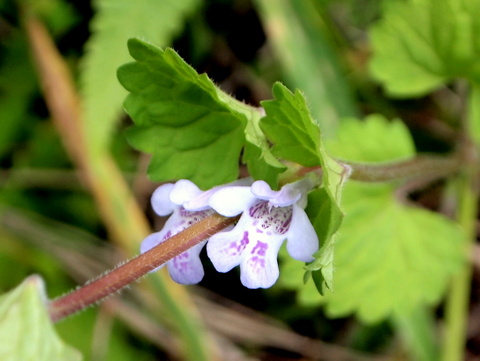 カキドオシ0507480